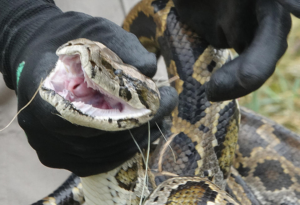 In a photo from June 3, 2021, a Burmese python is handled by FWC snake specialist McKayla Spencer in the Florida Everglades during the start of the python challenge. (Joe Cavaretta/South Florida Sun Sentinel/Tribune News Service via Getty Images)