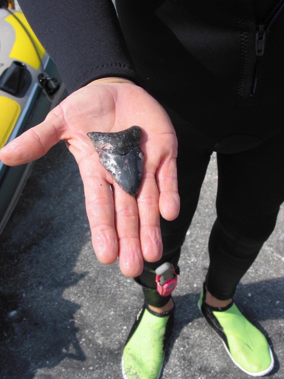 10/30/04: Rick George of Cape Coral shows a fossilized megalodon tooth he found in the 