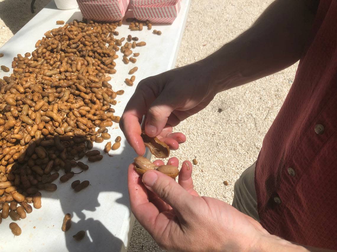 Jared Jester, one of the founders of the Bluffton Boiled Peanut Festival and the president of The Heritage Peanut Company, shows how to properly open a boiled peanut. He compared the texture of the nuts to “mini baked potatoes.”
