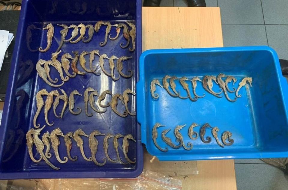 Dried seahorses being smuggled from Indonesia to Vietnam were detected by airport customs during X-ray luggage inspection and seized by Singapore&rsquo;s Immigration and Checkpoints Authority. (Photo: Interpol)