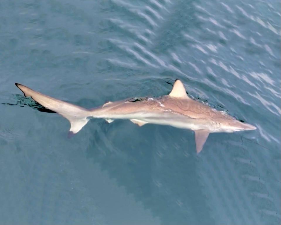 This spinner shark was tagged last summer and is part of a study to determine its migratory patterns.