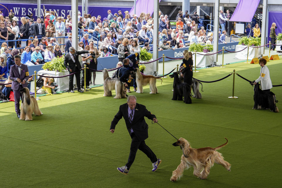 David Giordano runs with Afghan Hound Frankie during breed group judging at the 148th Westminster Kennel Club Dog show, Monday, May 13, 2024, at the USTA Billie Jean King National Tennis Center in New York. (AP Photo/Julia Nikhinson)