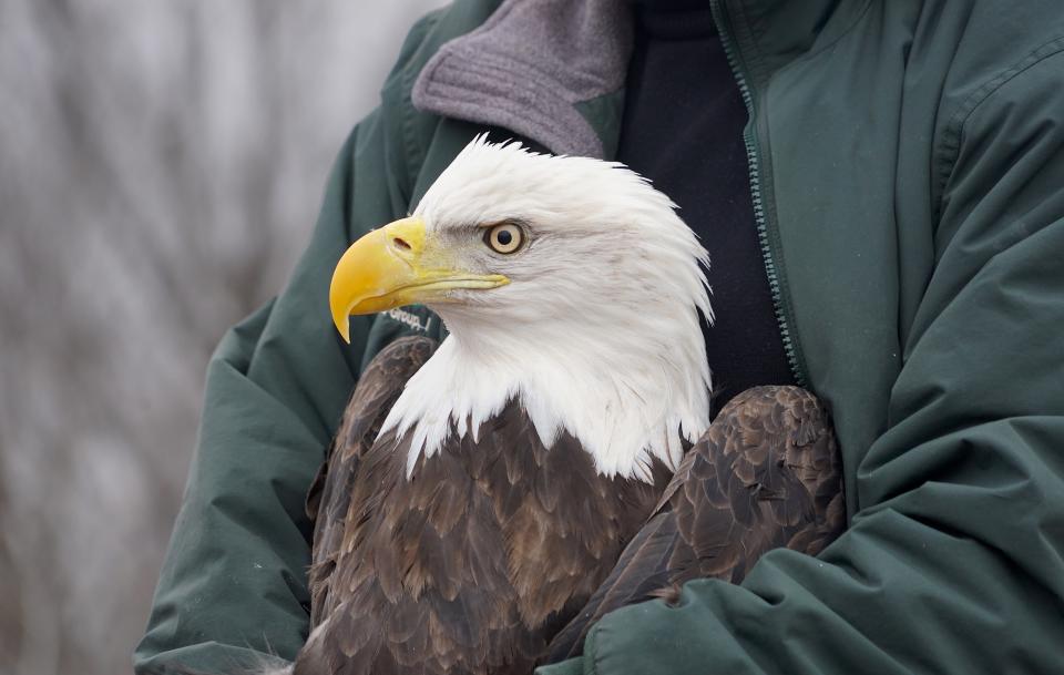 A rehabilitated bald eagle is held Jan. 6 prior to being released in Prairie du Sac. The Wisconsin Conservation Congress will ask for input on the possibility of banning the use of lead ammunition for all hunting, which would reduce the poisoning of eagles.