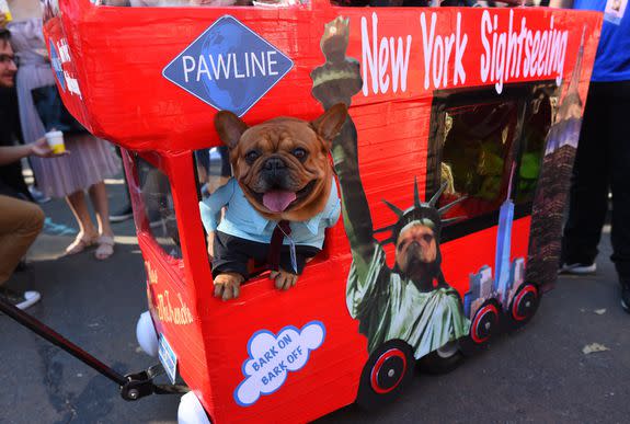 A dog in costume is seen during the 27th Annual Tompkins Square Halloween Dog Parade in Tompkins Square Park in New York on October 21, 2017. / AFP PHOTO / TIMOTHY A. CLARY        (Photo credit should read TIMOTHY A. CLARY/AFP/Getty Images)