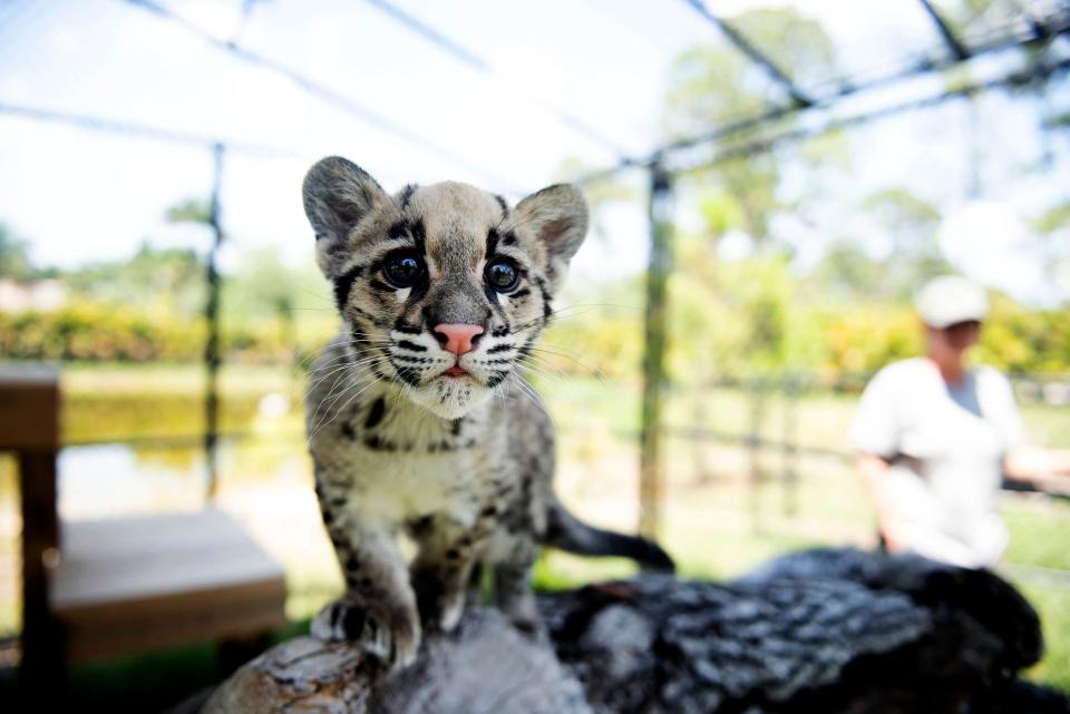 Peach is an endangered clouded leopard cub born in February at Panther Ridge Conservation Center.