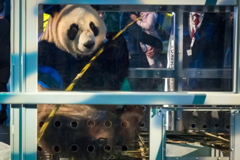 Xing Ya, one of the panda cubs, is introduced to the public at Schiphol airport