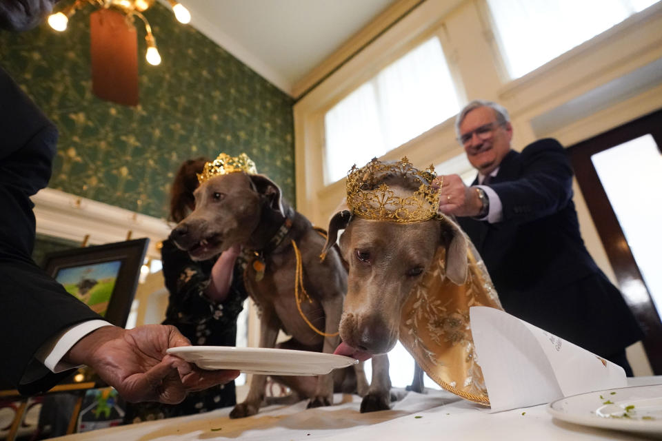 His Majesty XXX, King Pete Sampras Gelderman, left, and Her Majesty XXX, Queen Billie Jean King Gelderman, the king and queen of the Krewe of Barkus, a Mardi Gras dog parade, have a lamb chop meal as they are introduced in royal attire at historic Galatoire's Restaurant in New Orleans, Friday, Feb. 10, 2023. The Barkus parade, open to public and their dogs by registering for the event, goes through the French Quarter on Sunday, Feb. 12, 2023. (AP Photo/Gerald Herbert)