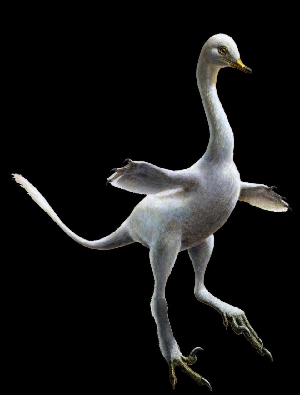 Reconstruction of Halszkaraptor escuilliei (Lukas Panzarin and Andrea Cau for scientific supervision)