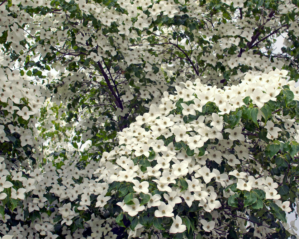 5. Japanese Dogwood (Cornus kousa)