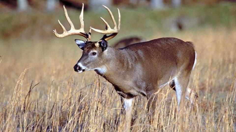White-tailed deer are found throughout the South.