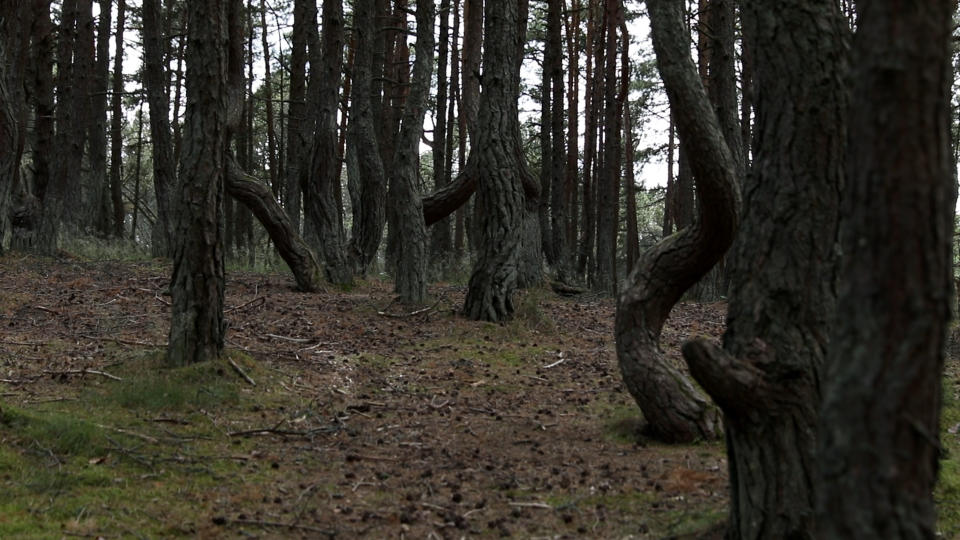 Imagen del Bosque Danzante en el Parque Nacional del Itsmio de Curlandia, Kaliningrado.