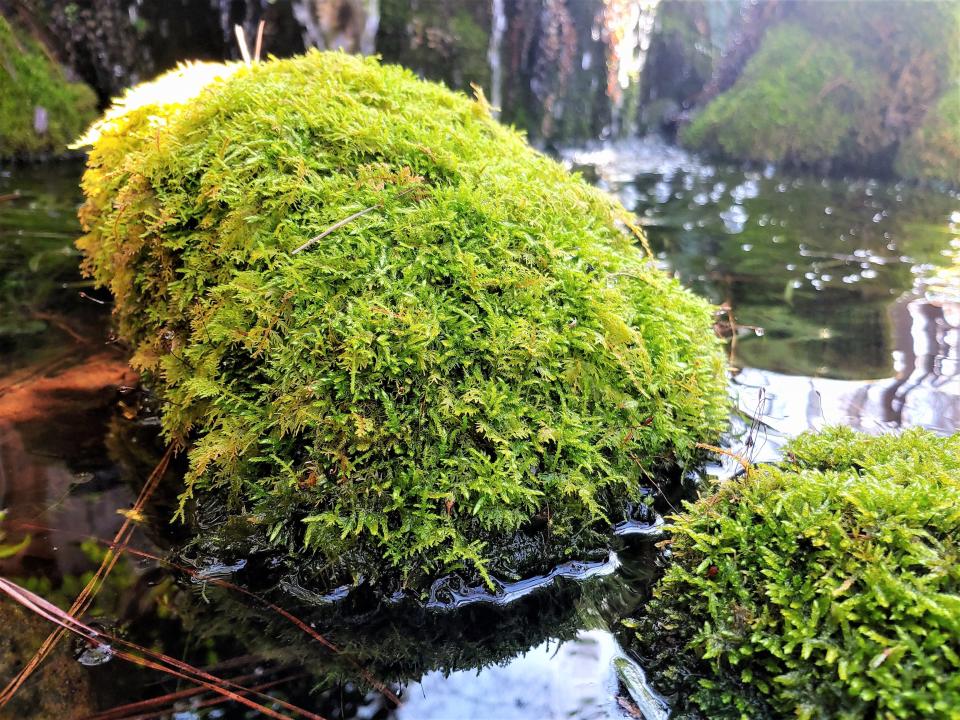 A colony of delicate fern moss (Thuidium delicatulum) covers a feature rock in a pond to give it a wispy texture.