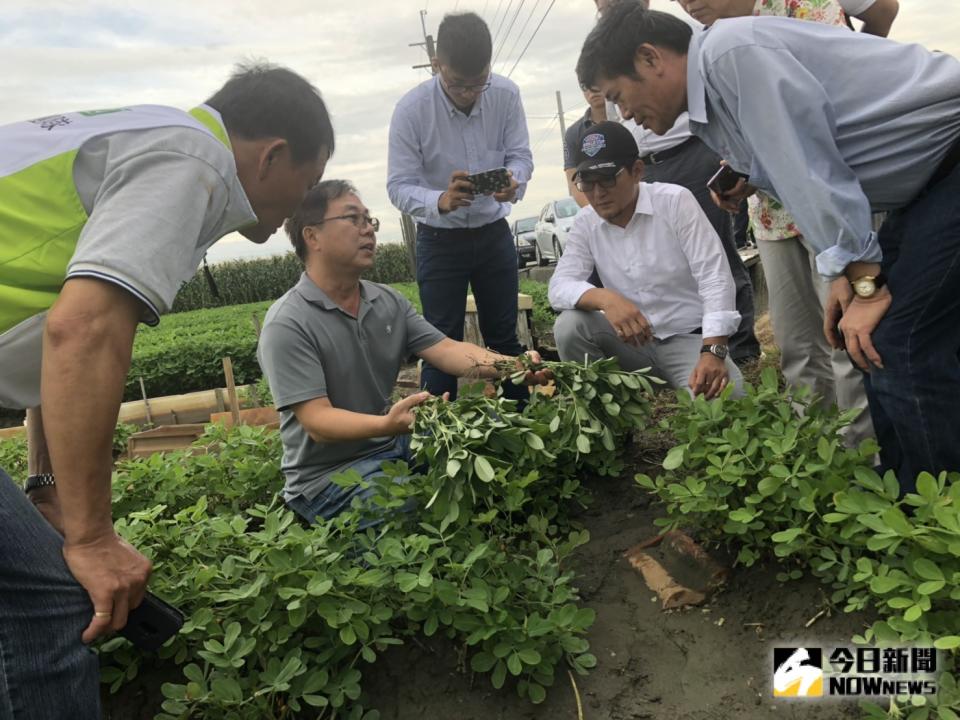 ▲劉建國與相關農政單位會勘落花生。（圖／記者蘇榮泉攝，2019.08.26）