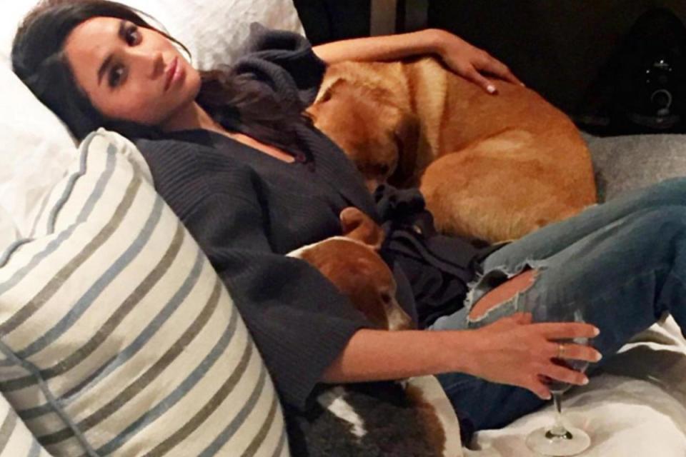 Meghan Markle shares pictures of her Toronto home with her pet dogs Guy and Bogart (Instagram/MeghanMarkle)