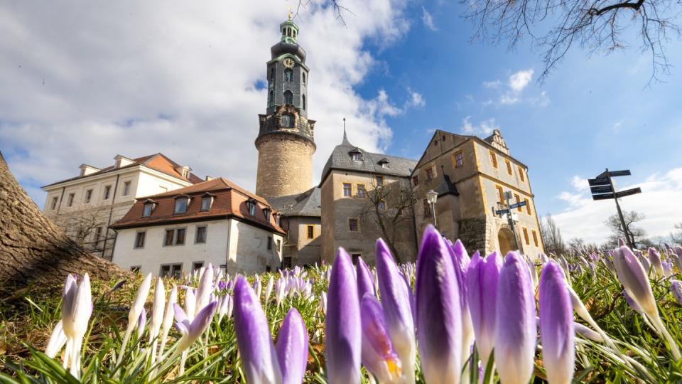 Frühlingsboten am Residenzschloss. (Bild: dpa)