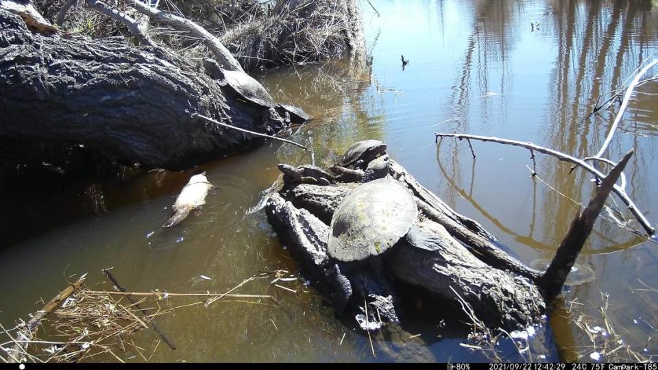 The leucistic white platypus along a river bank near several turtles. Photo from Streeting, Daugherty, Burrows, Bower, Watson, Daugherty and Dillon (2023)