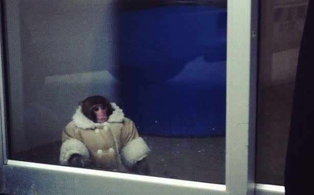 The Ikea Monkey Is Looking for a Home