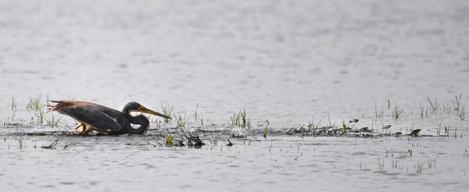 Minnows leap from the water to avoid a tricolored heron in search of a meal at the Lower Myakka Lake at Myakka River State Park.