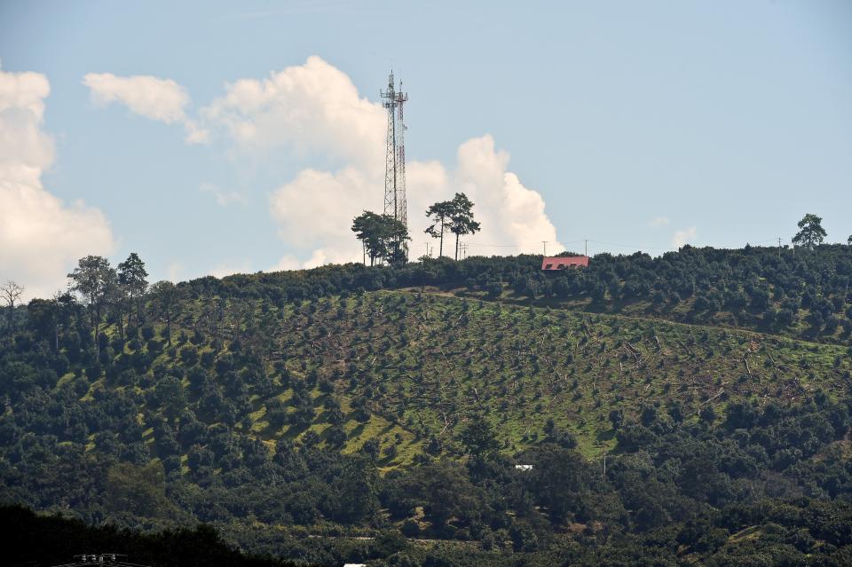 Campos de aguacate en Michoacán provocando la deforestación. (RONALDO SCHEMIDT/AFP via Getty Images)