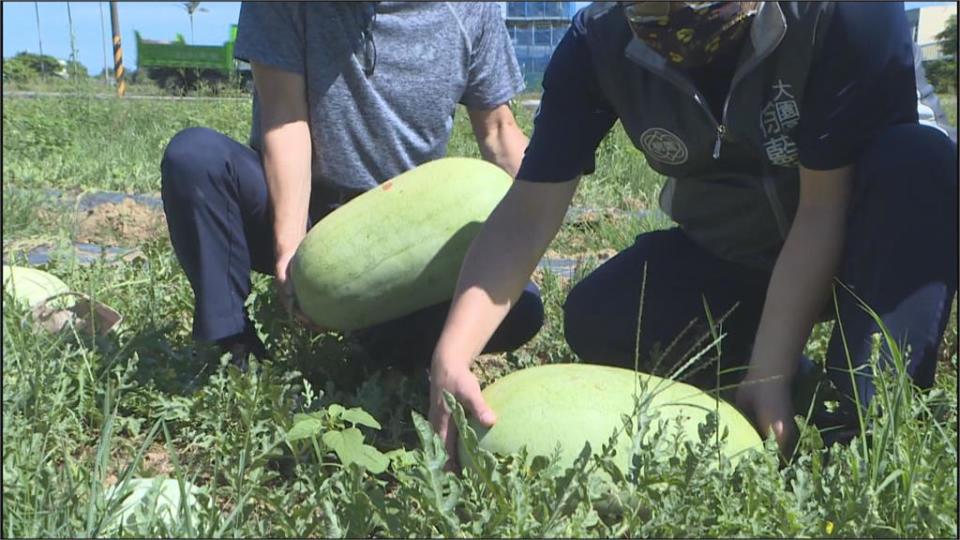 桃機投入社區關懷　推廣大園西瓜挺農民