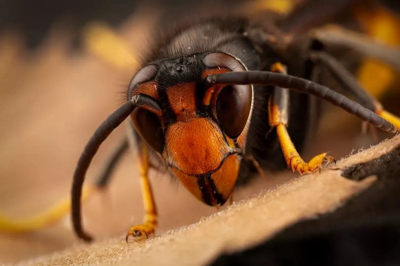 Asian hornet