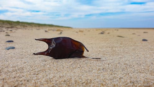 <span class="caption">Egg cases found along the foreshore can tell scientists a lot about the abundance and life cycles of sharks and rays</span> <span class="attribution"><a class="link " href="https://www.shutterstock.com/image-photo/close-shark-egg-case-resting-on-1983639383" rel="nofollow noopener" target="_blank" data-ylk="slk:Ross Mahon/Shutterstock;elm:context_link;itc:0;sec:content-canvas">Ross Mahon/Shutterstock</a></span>