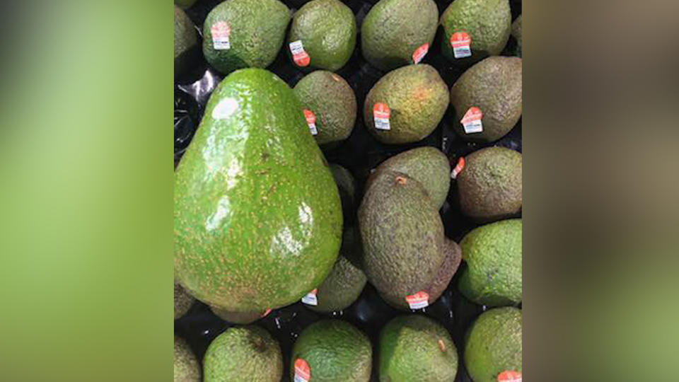 The Avozilla avocado dwarfs regular sized avocados, which weigh on average 250 to 300 grams. Source: Tony Priolo