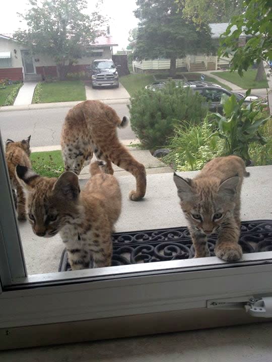 This bobcat family has been making the rounds in the southwest Calgary neighbourhood of Haysboro.