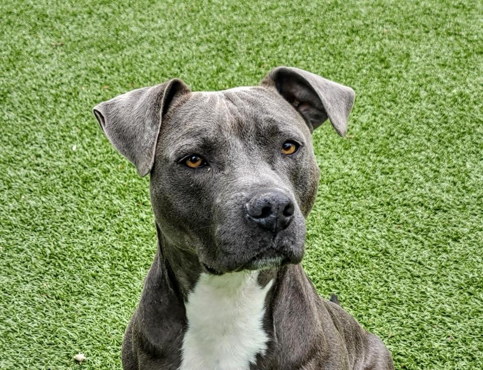 Ramsey is a beautiful 4-year-old gray and white neutered male American pit bull terrier. He walks very well on a leash and loves to play in the yard with his buddies. To meet Ramsey, call 405-216-7615 or visit the Edmond Animal Shelter, 2424 Old Timbers Drive.