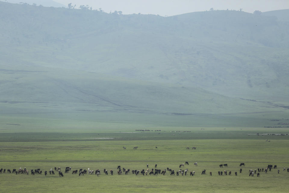 Cattle belonging to Maasai ethnic group graze in the highlands of Ngorongoro Conservation Area, west of Arusha, northern Tanzania on Jan. 17, 2015. The Tanzanian government is seizing livestock from Indigenous Maasai herders in the Ngorongoro Conservation Area in its latest attempt to clear way for tourism and trophy hunting, a report released Thursday, Jan. 26, 2023, said. (AP Photo/Mosa'ab Elshamy, File)