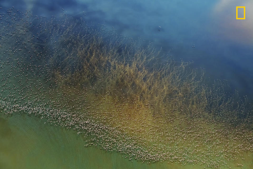 <strong>Second Place: "Flamingos Taking Off"<br /></strong><br />"Thousands of flamingos take off from the colorful salt Lake Natron in Tanzania. Before taking off, flamingos need to take a short run on water to build up some speed. at this time, Their long, red legs trod a series of water ripples on the surface of the lake. looking down from the helicopter, these ripple lines look like giant aquatic plants flowing in the water. This photo was taken from a helicopter."