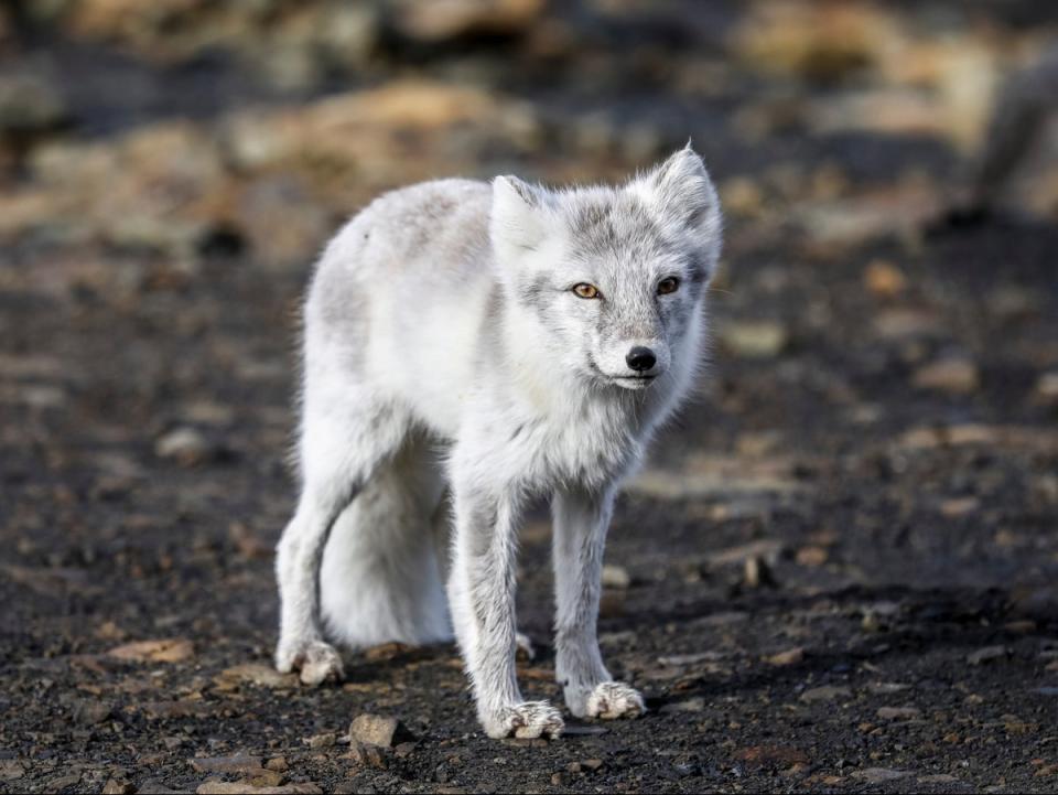 File image: A zoo in China’s Hunan province has come under fire for allegedly neglecting animals after a Weibo user shared photos of a group of arctic foxes with overgrown claws (Getty Images)