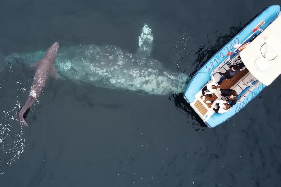 une baleine grise accouche devant un groupe de touristes