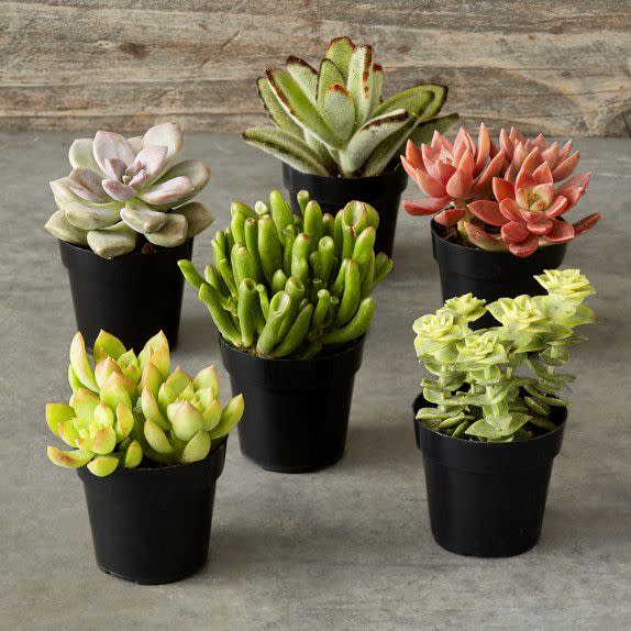 Succulent Set