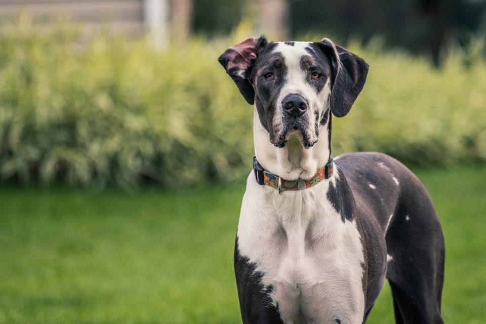 black and white great dane staring at camera