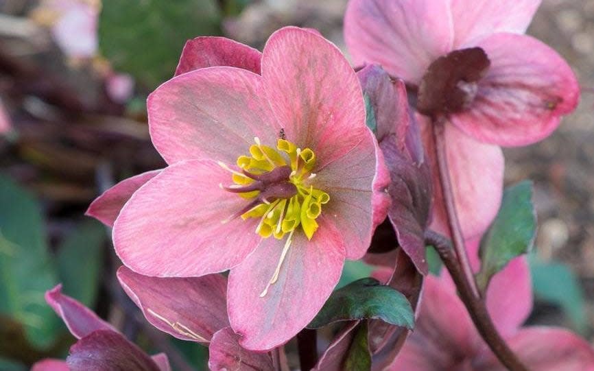 how to plant grow pots flowers bloom all year round uk 2022 gardens gardening tips advice summer - Alamy/GKSFlorapics