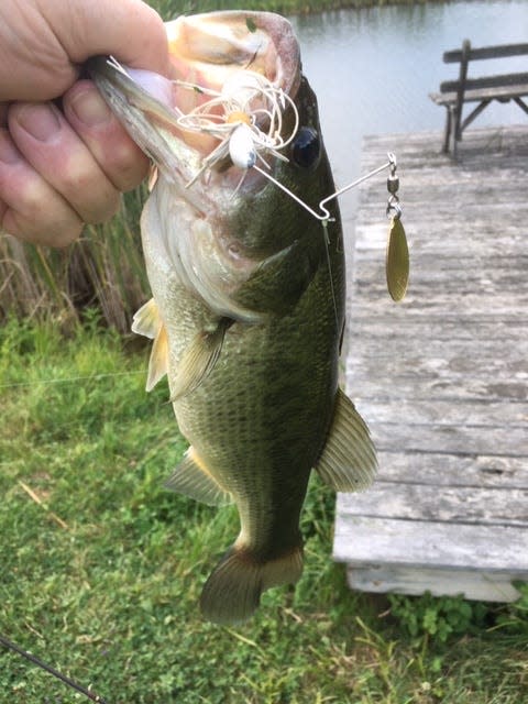 A bass falls for a white spinner bait with a white 'pig' or small trailer worm.