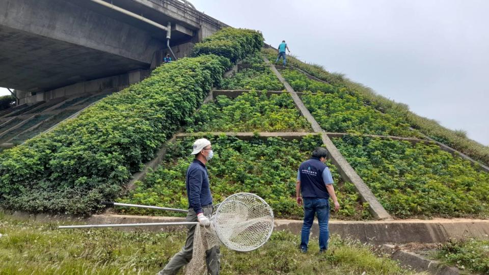 近日有狒狒出沒桃園市，有民眾24日上午在台66線新屋交流道橋下看見狒狒從草叢竄出、穿越馬路，動保人員到場搜捕。（桃園市動保處提供）