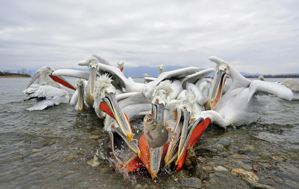 <p>Eight peckish pelicans battle over the same tiny carp in Greece. They are being fed by a local fisherman, as the lake has frozen over for the first time in over 10 years, which has led to the death of many pelicans due to starvation. (Photo: Julio Lozano/Caters News) </p>