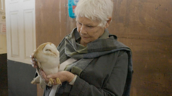 Dame Judi holding an owl during the fundraising film
