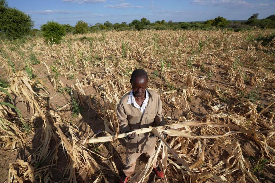 A farmer in the Mangwe district in southwestern Zimbabwe stands in the middle of his dried-up crop field amid a drought in March 2024 (AP)