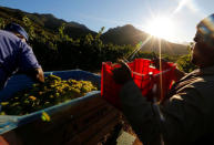 Workers harvest grapes at the La Motte wine farm in Franschoek near Cape Town, South Africa in this picture taken January 29, 2016. REUTERS/Mike Hutchings