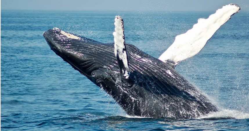 科學家表示，鯨豚等大型海洋哺乳動物對於解決氣候變遷扮演重要角色。（示意圖／unsplash）