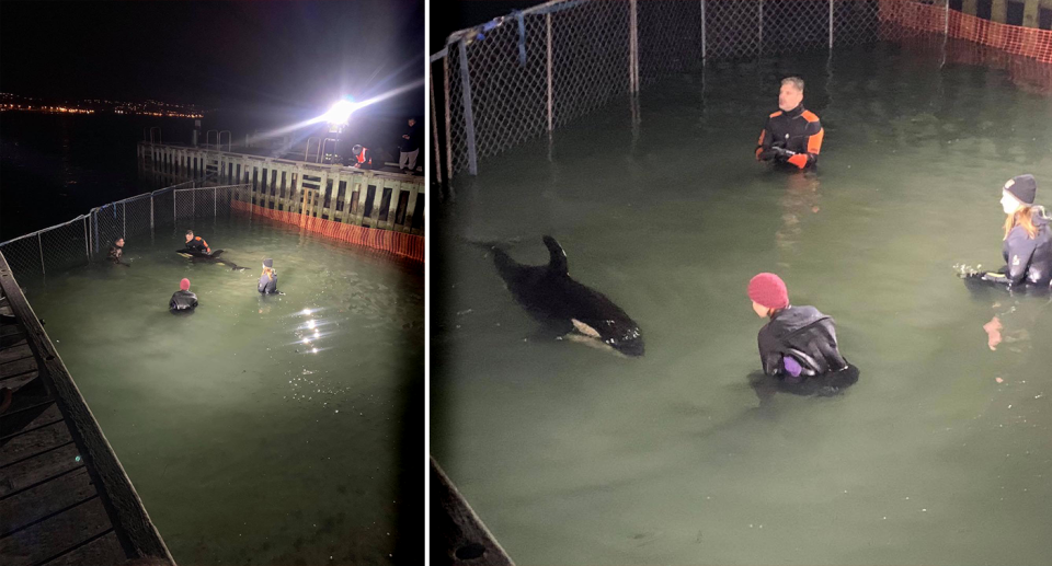 Carers are looking after the orca around the clock. Source: Michael Coleman / Whale-Rescue.org