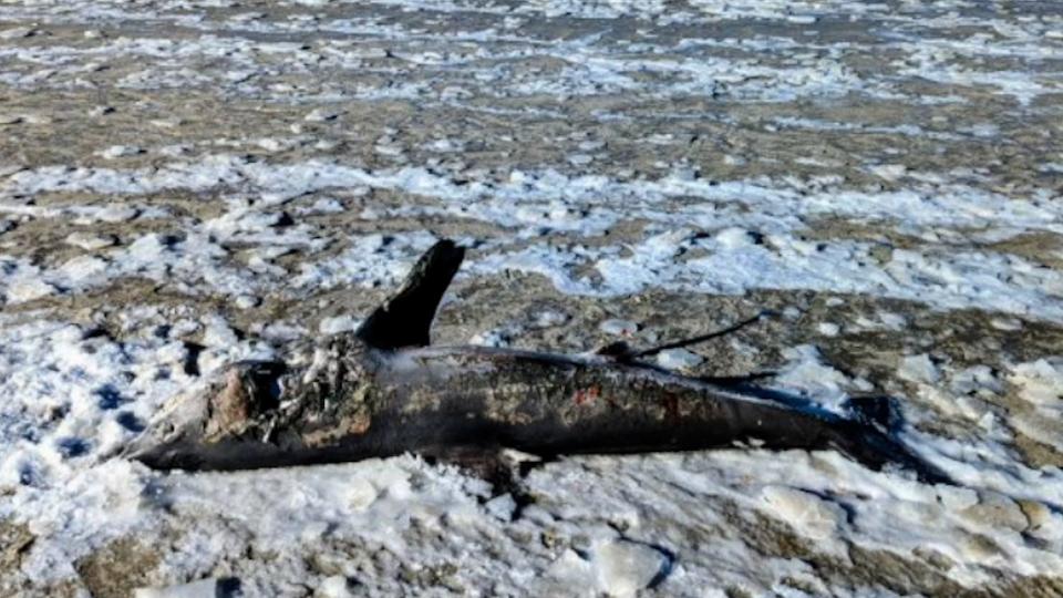 A dead shark was found frozen on a Cape Cod beach amid record cold temperatures in Massachusetts.