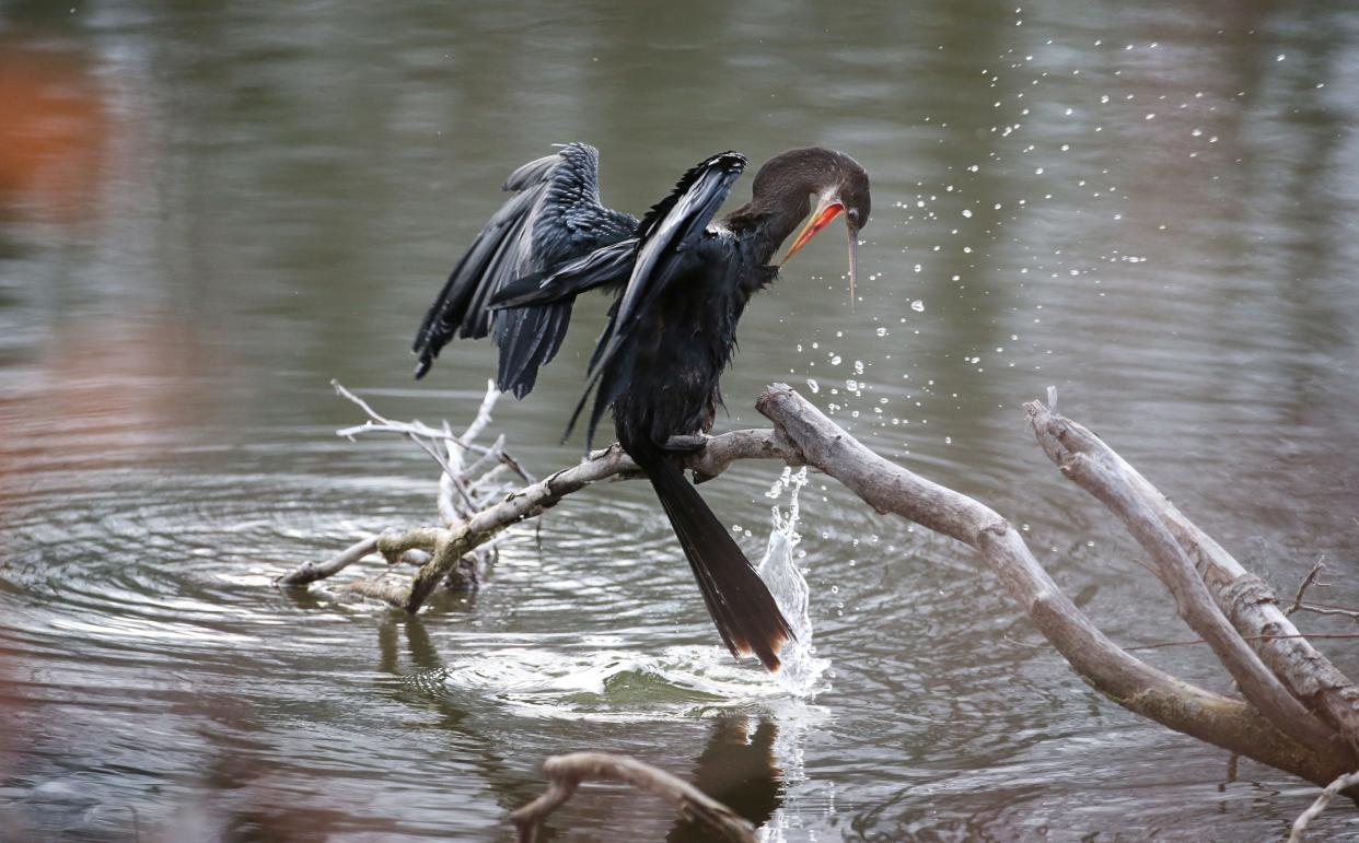 A lone Anhinga found along the Black Creek in Churchville Tuesday Dec. 15, 2020. The bird got its beak stuck in its own feathers while grooming. Though it is a waterbird, the Anhinga doesn't have waterproof feathers.