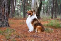 <p>Collies exhibit the qualities of loyalty, intelligence and gentleness, and live up to their <em>Lassie</em> reputation<em>.</em> A desire to please is hard-wired in the collie's genetic makeup. They're easy to train but tend to bark.</p><p><strong>Weight: 50-75 pounds</strong></p><p><strong>RELATED: </strong><a href="https://www.goodhousekeeping.com/life/pets/g20687419/famous-dogs-from-movies/" rel="nofollow noopener" target="_blank" data-ylk="slk:40 Famous Dogs From Movies and TV Shows Who Stole Our Hearts;elm:context_link;itc:0;sec:content-canvas" class="link ">40 Famous Dogs From Movies and TV Shows Who Stole Our Hearts</a></p>