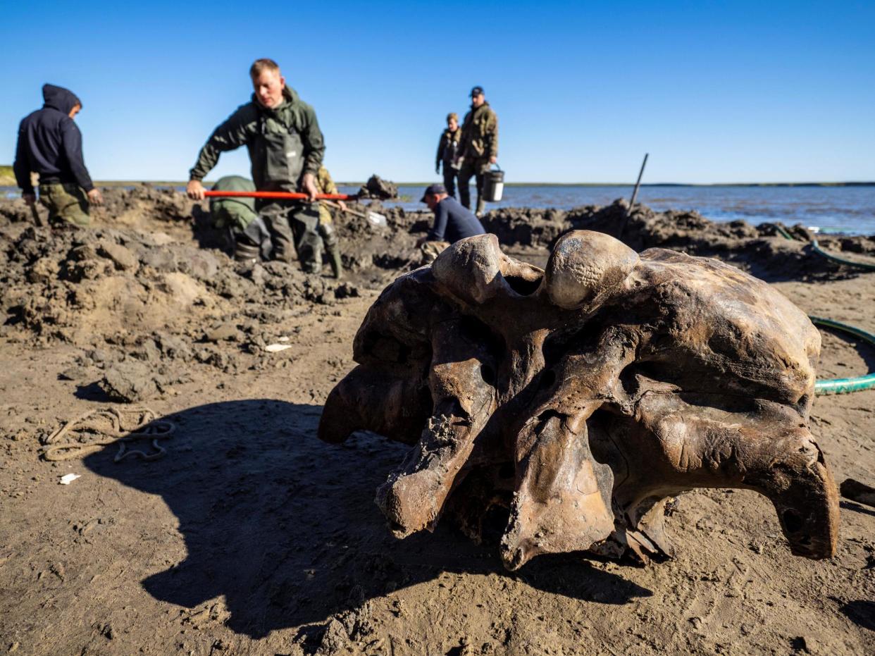 The bones of a mammoth are brought to the shore of Pechevalavato Lake in the Yamalo-Nenets autonomous district, Russia on 22 July, 2020: Government of Yamalo-Nenets District/Handout via REUTERS