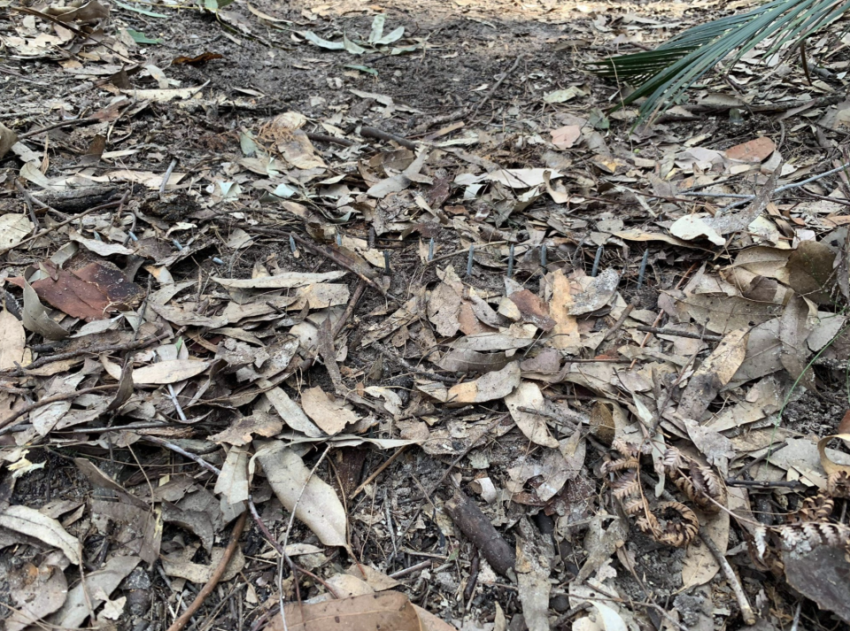 The booby trap hidden by leaves in the Bouddi National Park. Source: Scott Uzelac