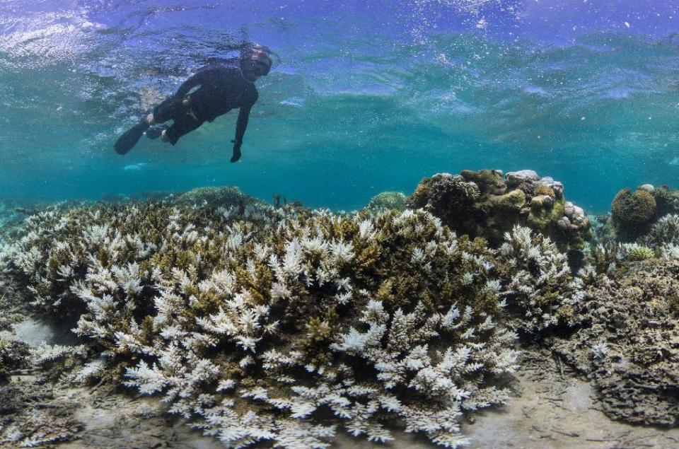 In this March 2016 photo released by The Ocean Agency/Reef Explorer Fiji, a snorkeler swims above coral that has bleached white due to heat stress in Fiji. Coral reefs, unique underwater ecosystems that sustain a quarter of the world's marine species and half a billion people, are dying on an unprecedented scale. Scientists are racing to prevent a complete wipeout within decades. (Victor Bonito/The Ocean Agency /Reef Explorer Fiji via AP)